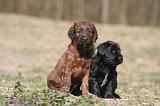 BRIARD 197